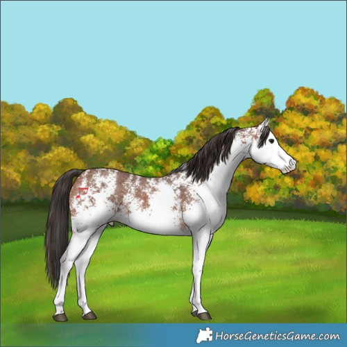 Horse Color:White Spotted Bay