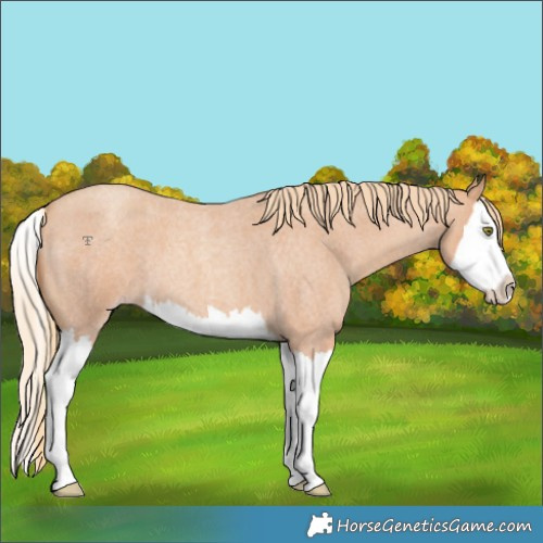 Horse Color:Gold Champagne Roan Splash 