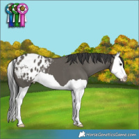 Horse Color:Grullo Splash Varnish 