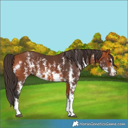 Horse Color:Bay Sabino 