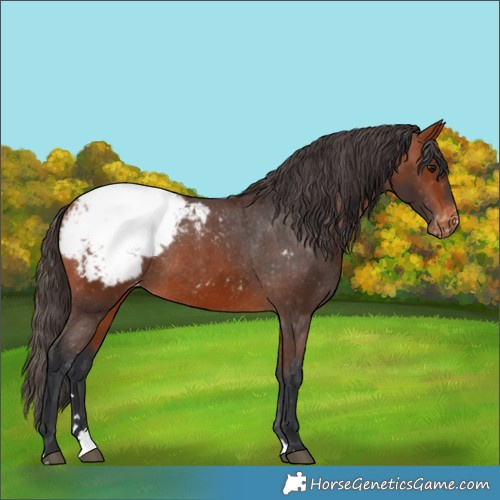 Horse Color:Bay Appaloosa 