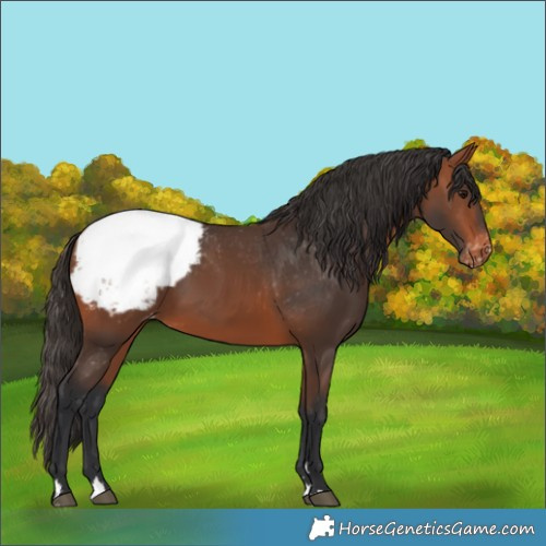 Horse Color:Bay Appaloosa 