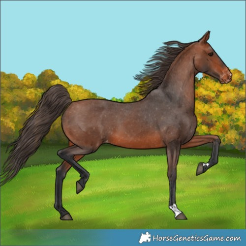 Horse Color:Bay Appaloosa 