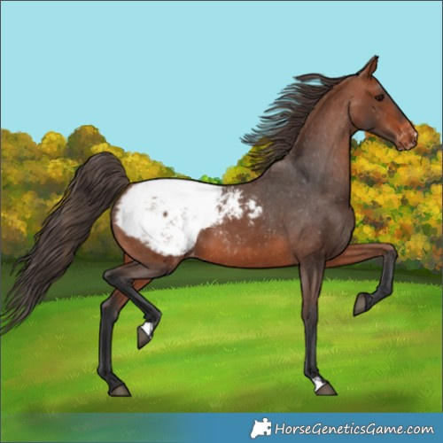 Horse Color:Bay Appaloosa 