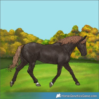 Horse Color:Liver Chestnut