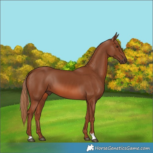 Horse Color:Chestnut 