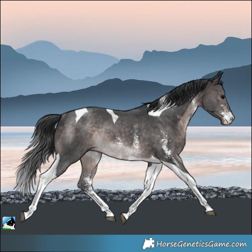 Horse Color:Platinum Brown Sabino Tobiano Rabicano 