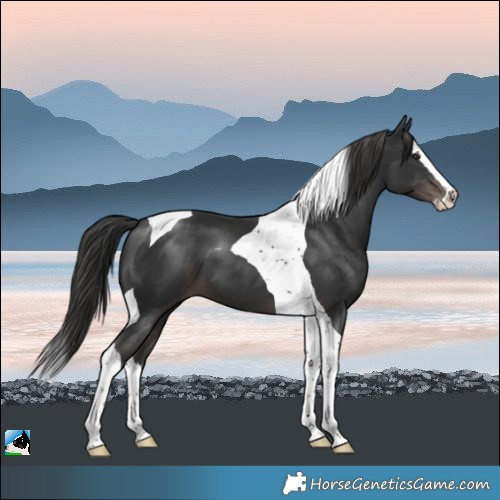 Horse Color:Platinum Liver Chestnut Splash Tobiano 