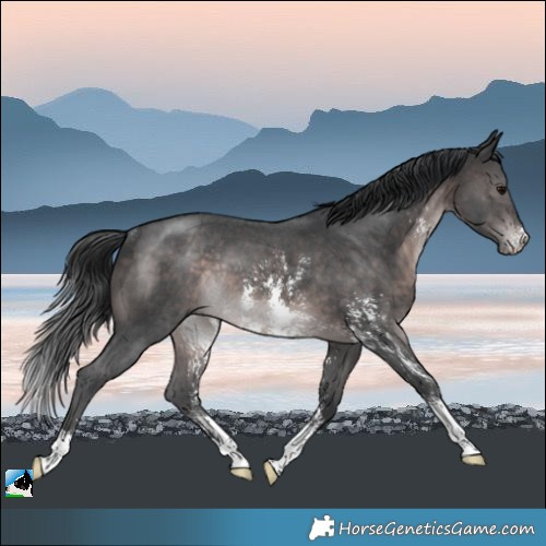 Horse Color:Platinum Brown Sabino Rabicano