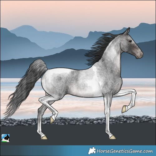 Horse Color:Platinum Brown Roan Tobiano 