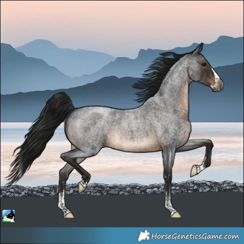 Horse Color:Gray Brown Roan Sabino Splash 