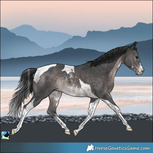 Horse Color:Platinum Brown Sabino Tobiano Rabicano 