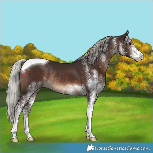 Horse Color:White Spotted Silver Brown Tobiano Rabicano 