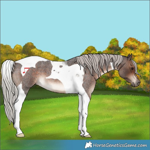 Horse Color:Silver Brown Roan Tobiano