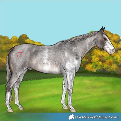 Horse Color:White Spotted Silver Brown Roan 