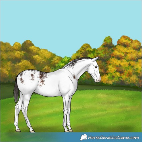 Horse Color:White Spotted Liver Chestnut Splash