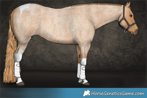 Horse Color:Red Roan Tobiano