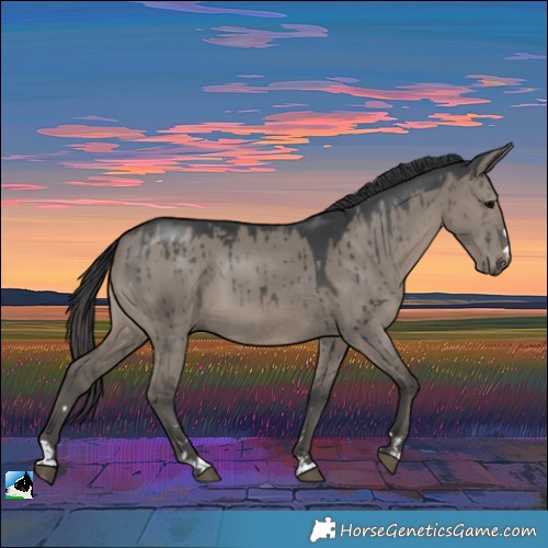 Horse Color:Grullo Brindle 