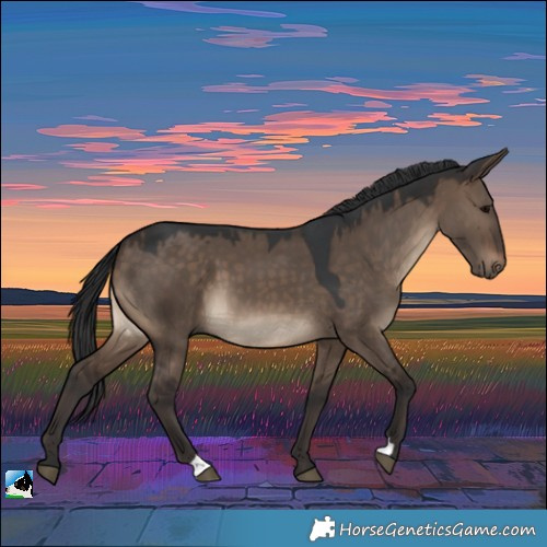 Horse Color:Brown Dun 