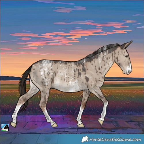 Horse Color:Powder White Liver Red Dun Sabino Brindle