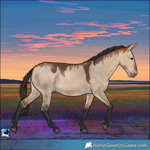 Horse Color:Bay Dun 