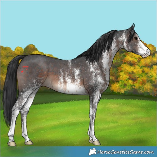 Horse Color:White Spotted Brown 