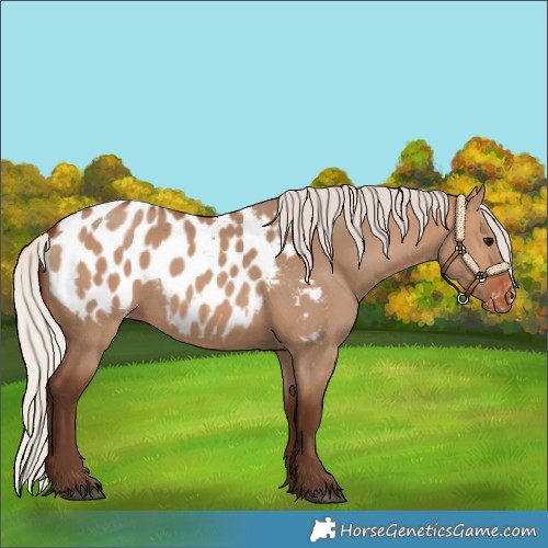 Horse Color:Silver Brown Dun Appaloosa
