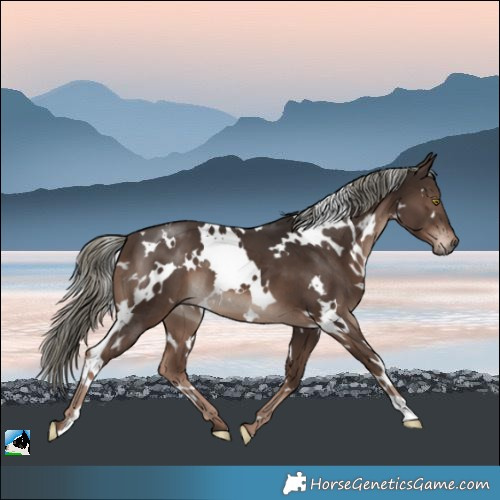 Horse Color:White Spotted Liver Chestnut Mushroom