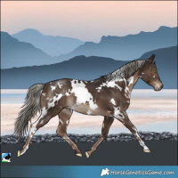 Horse Color:White Spotted Liver Chestnut Mushroom