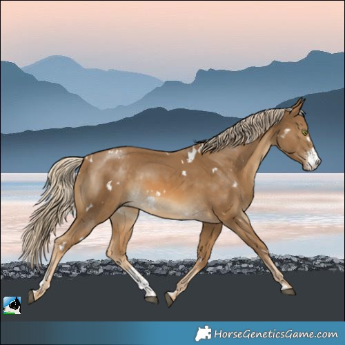 Horse Color:White Spotted Chocolate Palomino Mushroom Sabino Rabicano 