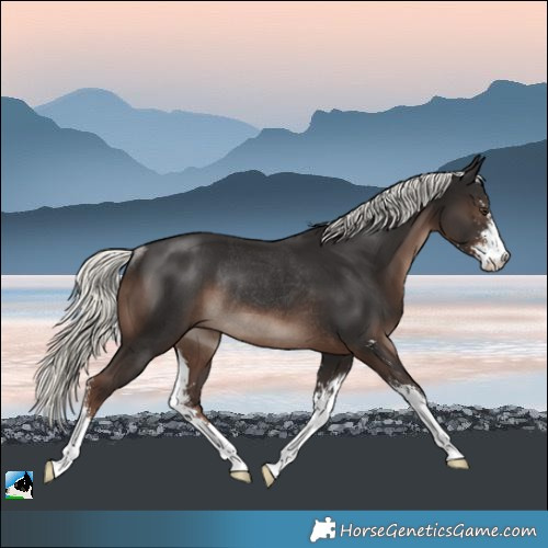 Horse Color:Liver Chestnut Mushroom Sabino Rabicano