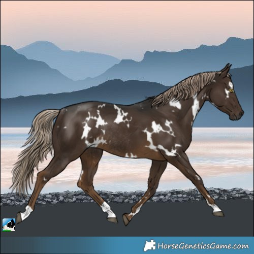 Horse Color:Gray White Spotted Chocolate Palomino Mushroom Rabicano