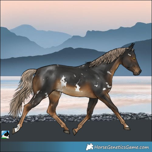 Horse Color:Gray White Spotted Chocolate Palomino Mushroom Rabicano