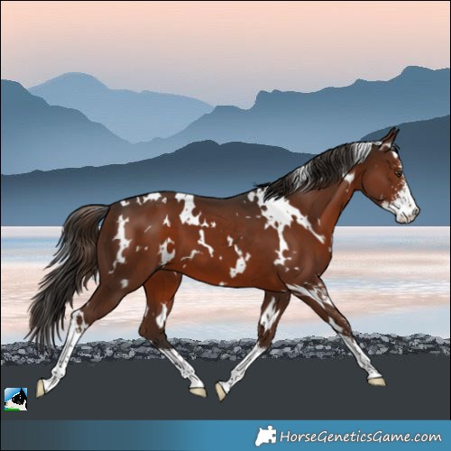 Horse Color:White Spotted Liver Chestnut Sabino 