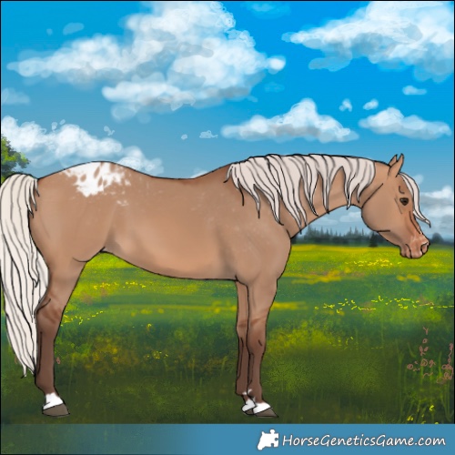 Horse Color:Silver Brown Dun Appaloosa 