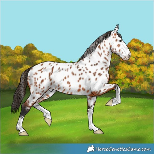 Horse Color:Bay Near Leopard 
