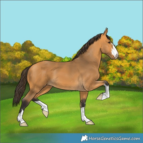 Horse Color:Buckskin