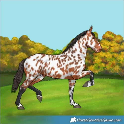 Horse Color:Bay Near Leopard 