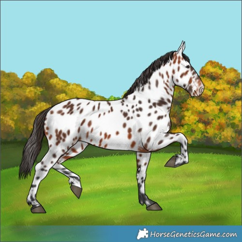 Horse Color:Bay Near Leopard 