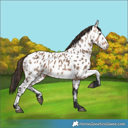 Horse Color:Brown Dun Near Leopard 