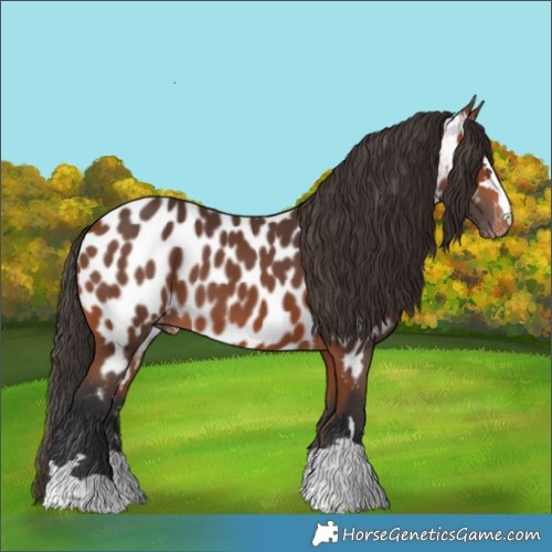 Horse Color:Bay Appaloosa