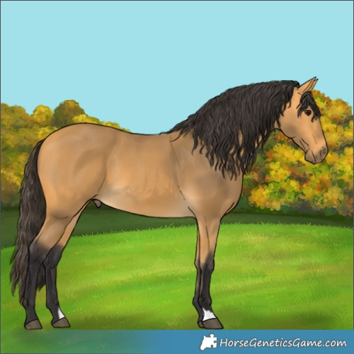 Horse Color:Buckskin