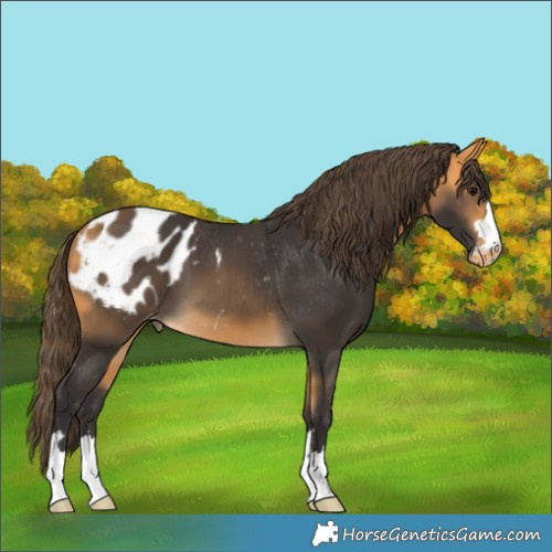 Horse Color:Buckskin Blanket