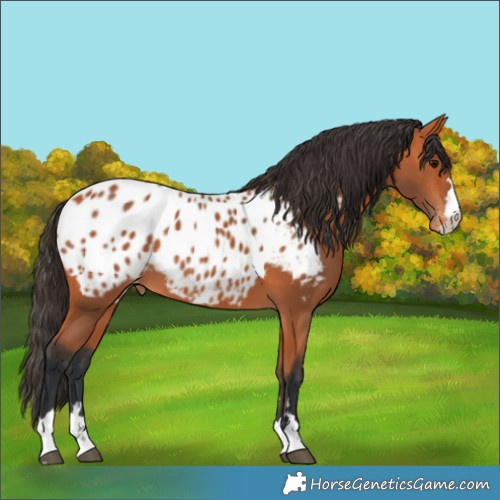 Horse Color:Bay Near Leopard