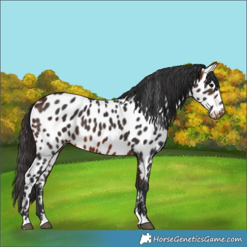 Horse Color:Bay Near Leopard