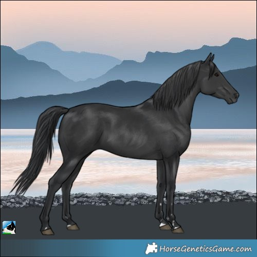 Horse Color:Black Mushroom Rabicano