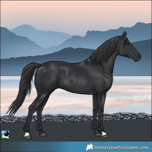 Horse Color:Black Rabicano