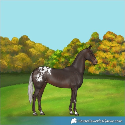 Horse Color:Silver Brown Appaloosa