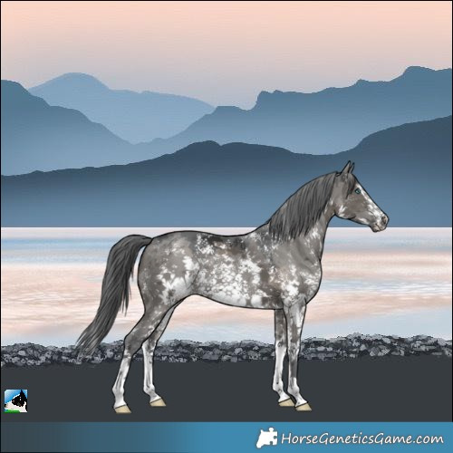 Horse Color:Grullo Merle Sabino Splash Rabicano 