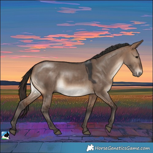 Horse Color:Brown Dun 
